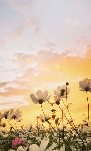 1200x2000 — Tecno Megapad 壁紙