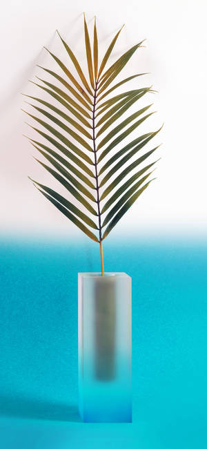 植物iPhone — 银河 A17 壁紙