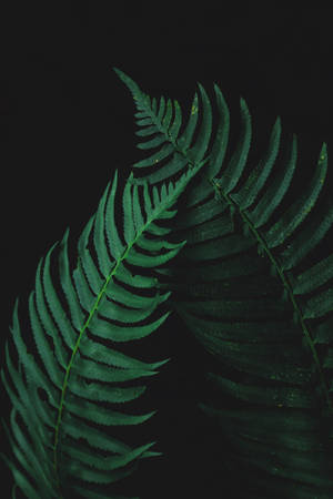 蕨类叶片昏暗 — 昏暗 壁紙