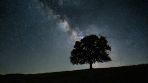 簡約夜景，一棵樹與滿天星斗，適合平靜的桌布。