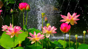 宁静湖面上的莲花 — 蓮花 壁紙