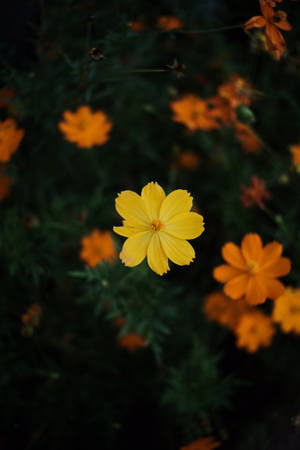 宇宙花朵幽暗 — 华为MatePad 壁紙