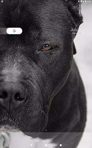 黑色比特犬 — Pixel Tablet 壁紙