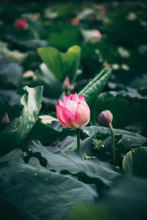 寧靜池塘中盛開的蓮花 — 蓮花 壁紙