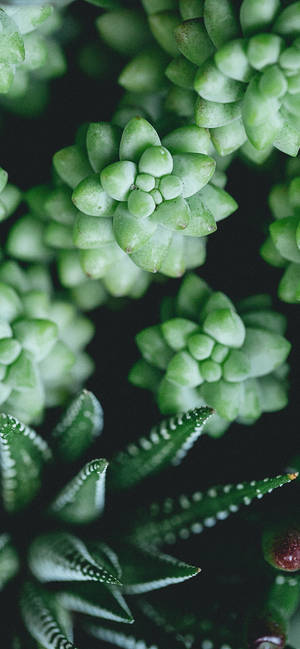 植物 iPhone — 银河 A07s 壁紙
