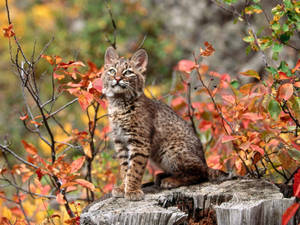 預覽壁紙 猞猁 幼崽 樹枝 — 白天 壁紙