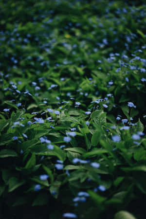 小藍花手機 — 华为MatePad 11.5 (2026) 壁紙