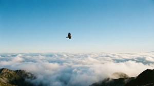 從山頂俯瞰雲海與一隻鷹的天空景致。 — 天空景观 壁紙