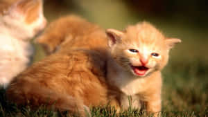 可爱猫咪图片 — 可愛的貓咪 壁紙