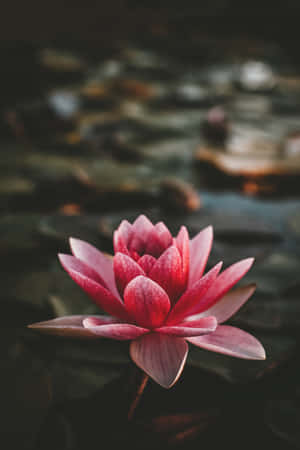 莲花背景 — POCO Pad 壁紙