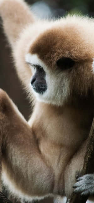 iPhone Xs Max Gibbon 背景 — iPhone 14 Plus 壁紙