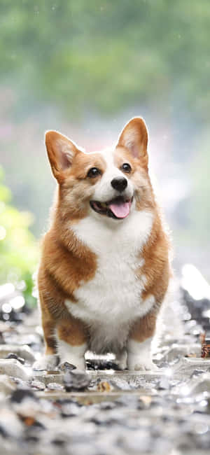 柯基犬背景 — CMF Phone 1 壁紙