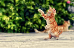 户外跳舞的顽皮小猫 — 跳舞的猫 壁紙