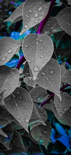 1284x2778 — OnePlus R 壁紙