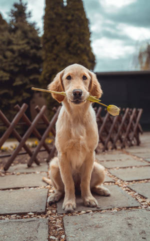 拉布拉多犬照片壁紙 — RedMagic 平板 壁紙