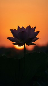 日出時分蓮花的簡約剪影，天空呈現橙色色調。 — iPhone 8 Plus 壁紙