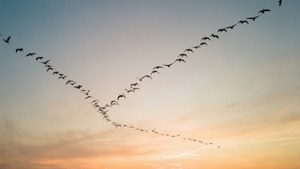 一群鳥兒以V字形隊列飛過夕陽映照的天空。 — 天空景观 壁紙