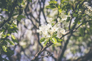 春季花朵桌布