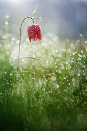 春日花园中的清新阵雨 — 小米18 Fold 壁紙