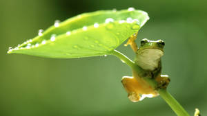 春雨中的可爱青蛙壁纸