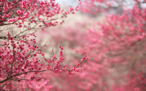 粉色花卉背景
