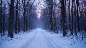 暮色中一条宁静的雪林小径。 — 可愛的聖誕節 壁紙