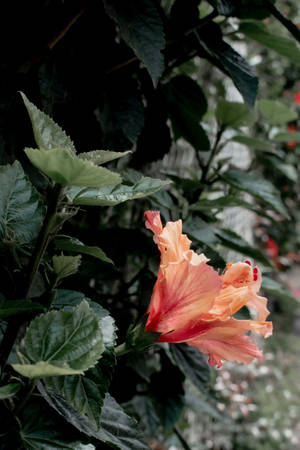 木槿花植物美学 — 植物美学 壁紙