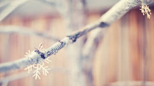 树枝上的雪花壁纸 — 冬季 壁紙