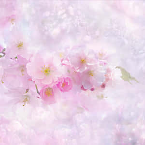 櫻花背景 — 櫻花 壁紙