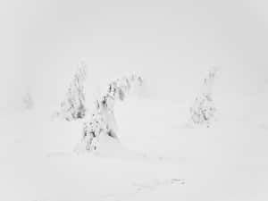 雪景美學圖片 — 雪景美學 壁紙