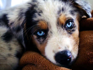 澳洲牧羊犬幼犬图片 — 可爱的小狗 壁紙