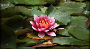 莲花图片 — 蓮花 壁紙