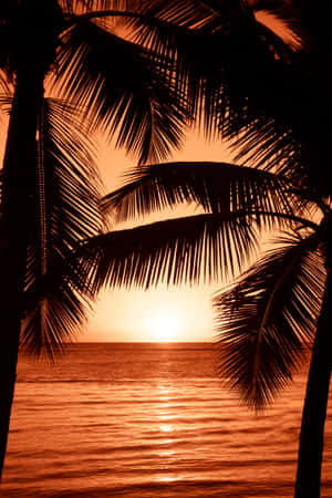 海灘夕陽背景 — 海灘日落 壁紙