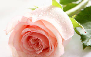 壁纸 > 自然玫瑰花卉壁纸 — 玫瑰花朵 壁紙