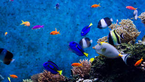 深海藍洋中的酷炫魚群桌布