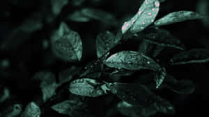 深綠美學背景 — 暗绿色美学 壁紙