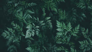 深綠美學自然靈感背景 — 暗绿色美学 壁紙