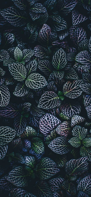 植物 iPhone — 银河 A57 壁紙