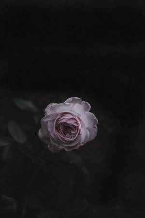 玫瑰花 — 玫瑰花朵 壁紙