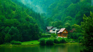 森林背景