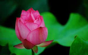 蓮花圖片 — 蓮花 壁紙