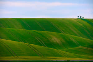 绿色自然背景 — MacBook Pro M3 壁紙