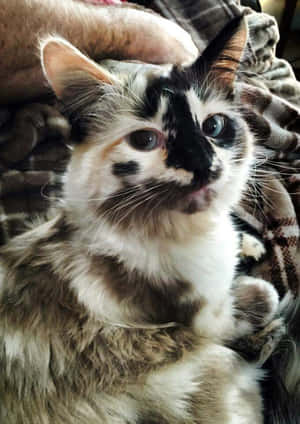 漂亮的猫咪图片 — 可愛的貓咪 壁紙