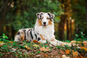 澳洲牧羊犬圖片 — 秋天 壁紙