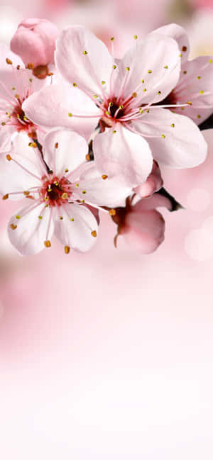 1284x2778 — iPhone 15 Pro 壁紙