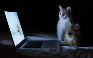 猫咪看电脑 — 打字猫 壁紙