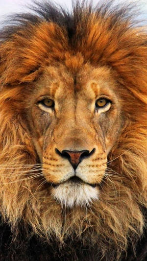 獅子 iPhone 6