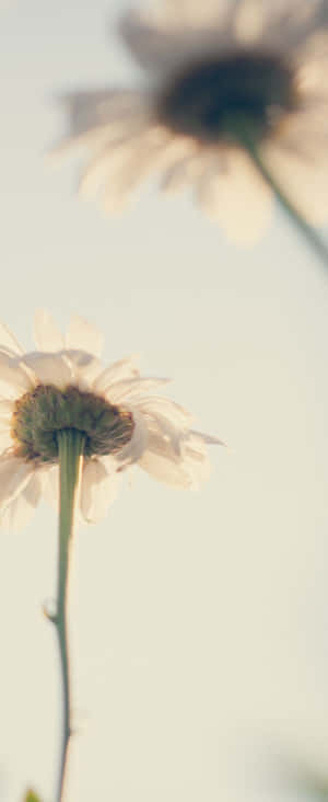 1080x2636 — Z Flip 5 壁紙