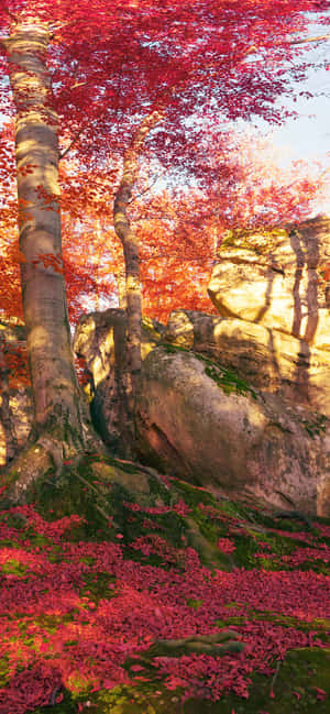 iPhone Xs Max 秋日背景 — HMD 壁紙