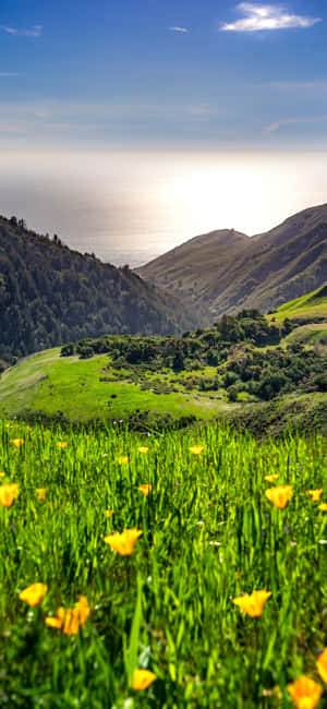 iPhone Xs California背景 — Galaxy S22 Ultra 壁紙